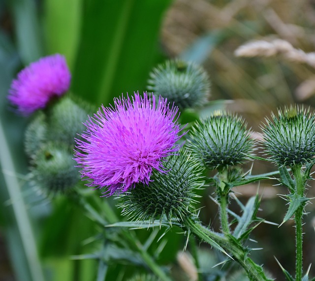 Introduction to Milk Thistle and Short-Term Liver Support