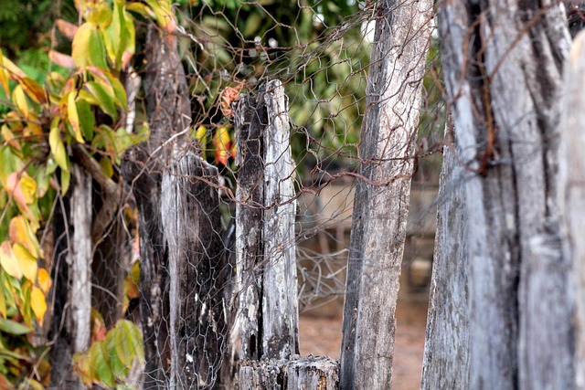 Evidence and Mechanisms of Curcumin Absorption