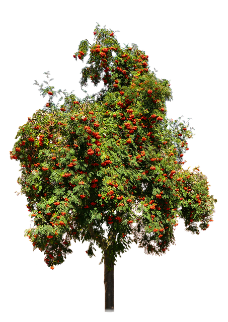 Evidence and Mechanisms: How Apple Cider Vinegar May Influence Appetite