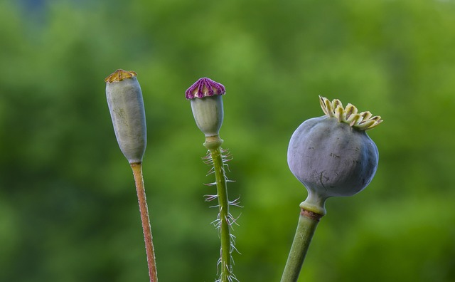 Scientific Evidence and Mechanisms Behind Berberine's Effects