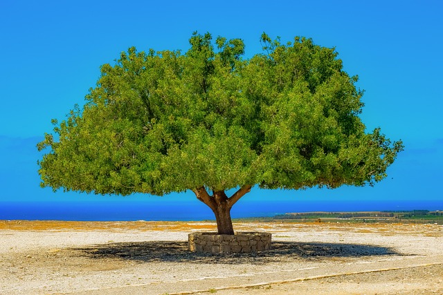 Practical Steps for Implementing a 3-Day Mediterranean Reset