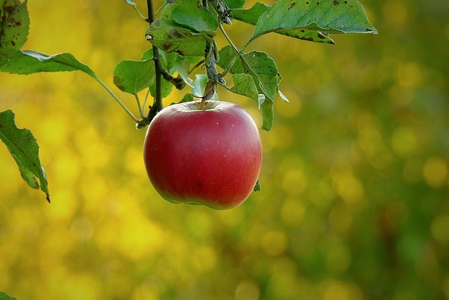 Potential Risks and Contraindications of Apple Cider Vinegar