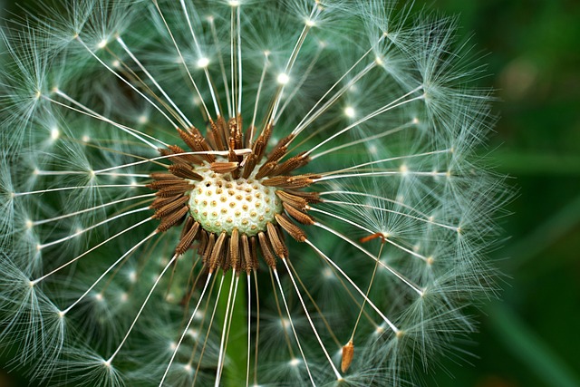 Introduction to the 7-Day Chia Seed Challenge and Energy Assessment