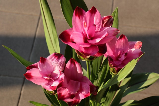 Risks and Contraindications: Who Should Avoid Turmeric Water