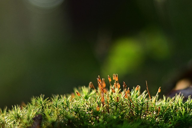 Risks and Contraindications for Moringa Supplementation