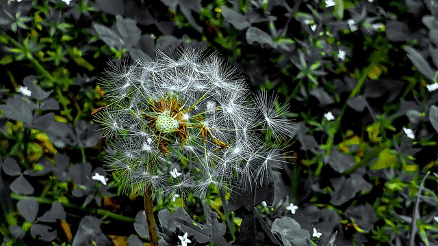 Safety Monitoring and When to Seek Medical Advice