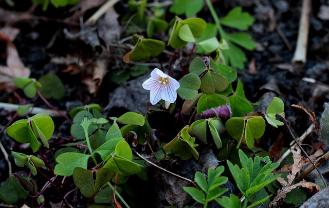 Practical Takeaways for Safe Apple Cider Vinegar Consumption
