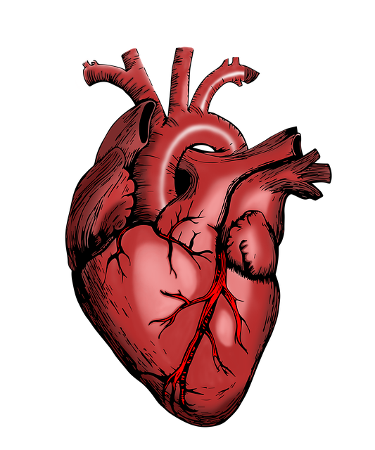 Evidence-Based Mechanisms of Muscle Hypertrophy
