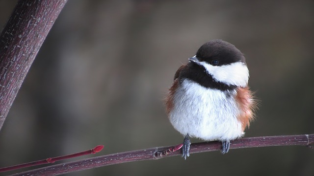 Risks, Contraindications, and Vulnerable Populations