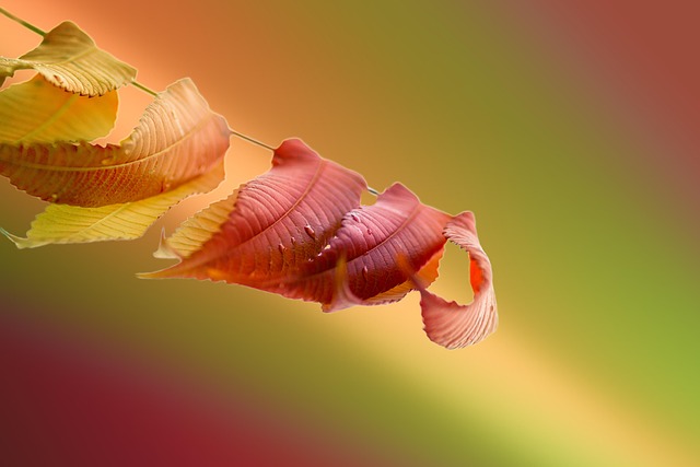 Adverse Effects and Populations at Risk