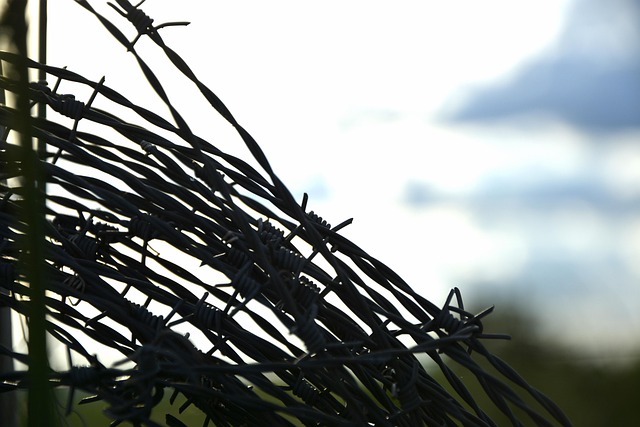 Introduction to Moringa Oleifera as a Dietary Supplement