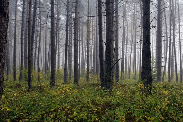 Risks, Contraindications, and Populations to Avoid