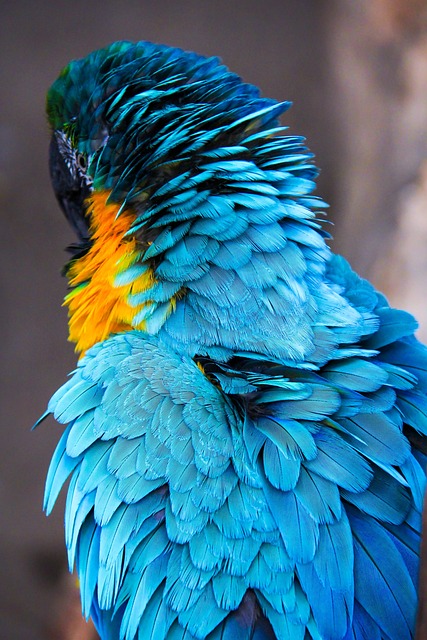 Introduction to Apple Cider Vinegar and Appetite Control