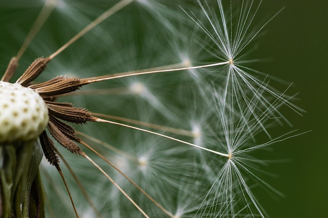 Introduction to Dandelion Root and Bloating