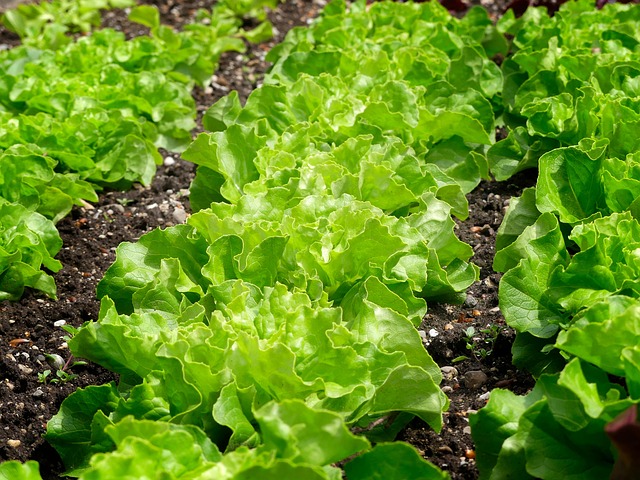 Scientific Evidence and Physiological Mechanisms