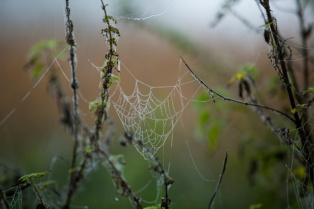 Examining the Evidence: Mechanisms and Research on Moringa and Energy