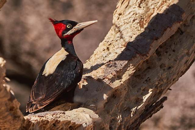 Introduction to Natural Detoxification and Morning Elixirs