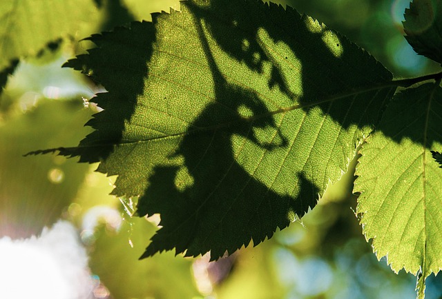 Evidence and Mechanisms: Scientific Basis for Green Tea's Effects on Fat Oxidation