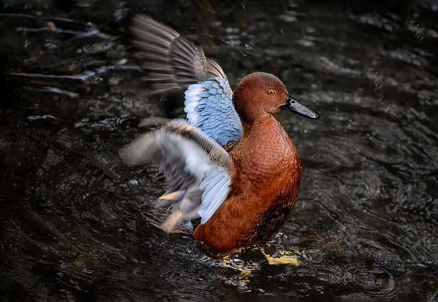 Practical Guidelines for Using Cinnamon Water