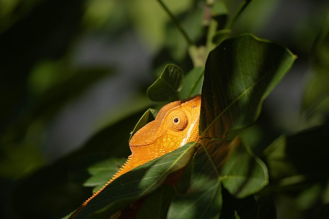 Risks, Contraindications, and High-Risk Populations