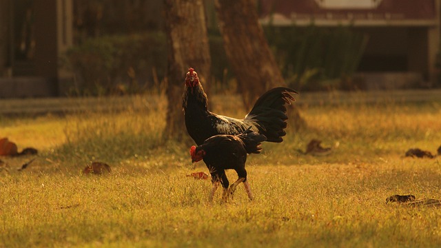 Introduction: Contextualizing a Wegovy Experience and Hunger Observations