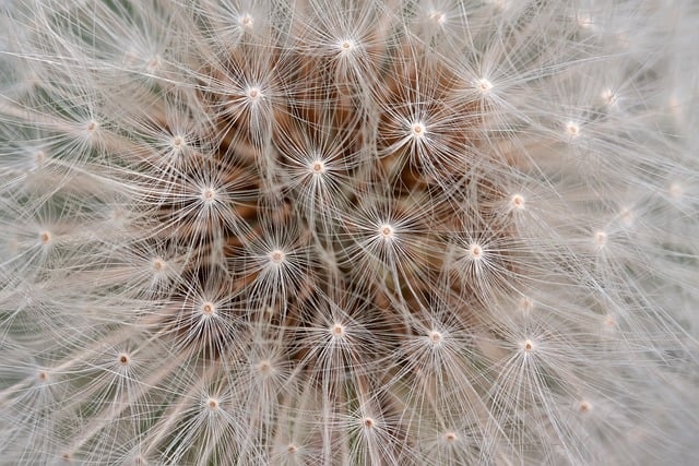 Evidence and Mechanisms: Scientific Basis for Chia Seed Benefits