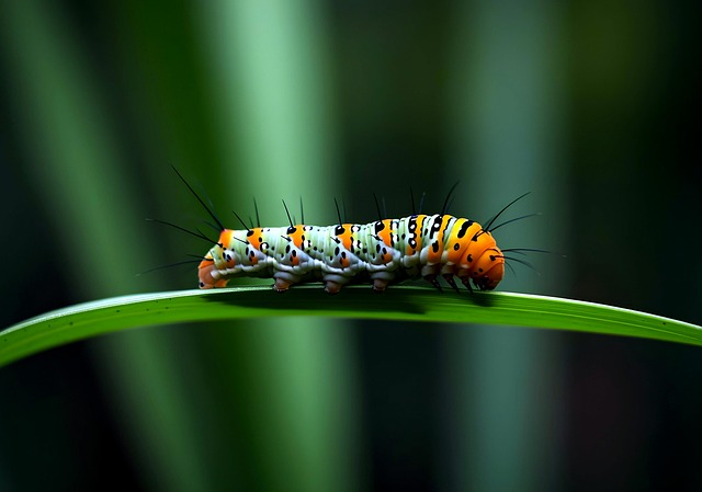 Mechanisms of Appetite Modulation by GLP-1 Agonists