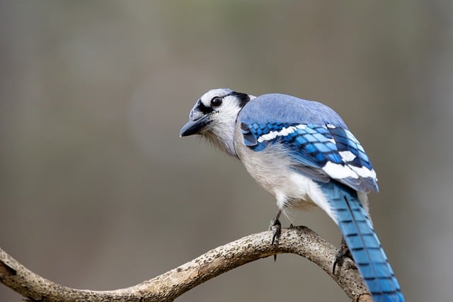 Key Safety Indicators and Medical Consultation Points