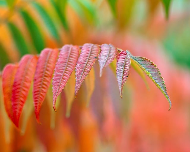 Introduction to Apple Cider Vinegar and Detox Teas